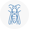 Somerset Wasp Nest Removal